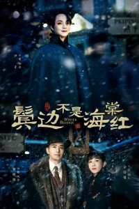 Зимняя бегония